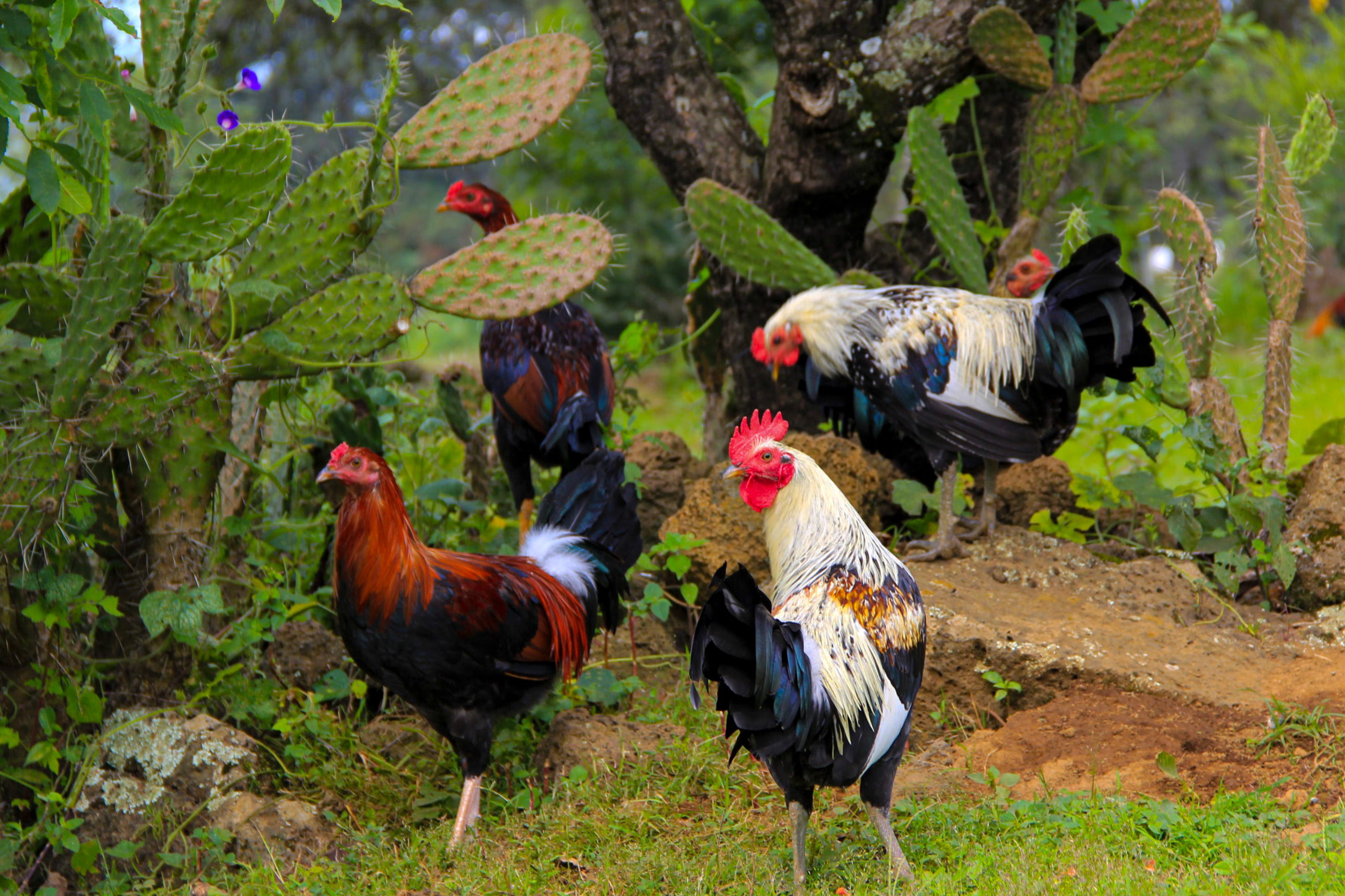 Genética de Campeones