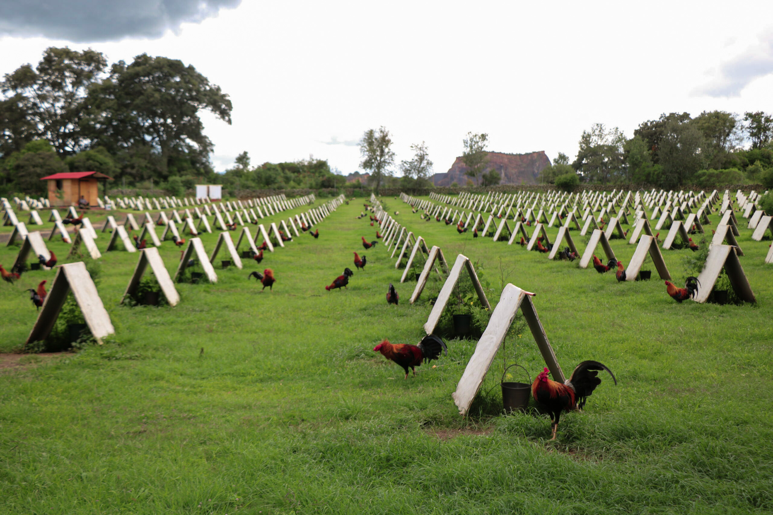 Pasión por la Tradición